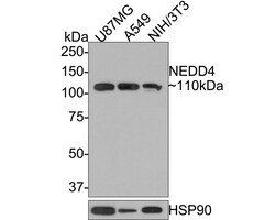 NEDD4 Antibody (JE35-58), Novus Biologicals 100 &mu;L; Unconjugated:Antibodies,