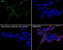 NF-L Antibody (PS02-10), Novus Biologicals 100 &mu;L; Unconjugated:Antibodies,