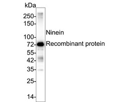 Ninein Antibody (PSH03-46), Novus Biologicals 100 &mu;L; Unconjugated:Anticorps,