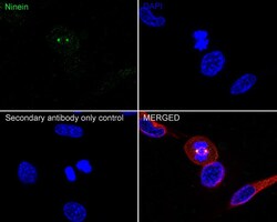 Ninein Antibody (PSH03-46), Novus Biologicals 100 &mu;L; Unconjugated:Anticorps,