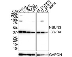 NSUN3 Antibody (PSH01-97), Novus Biologicals 100 &mu;L; Unconjugated:Antibodies,