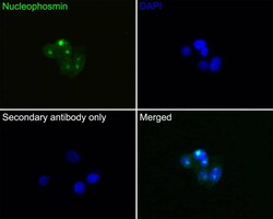 NPM1 Antibody (PD00-91), Novus Biologicals 100 &mu;L; Unconjugated:Antibodies,