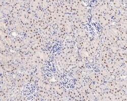 NPM1 Antibody (PD00-91), Novus Biologicals 100 &mu;L; Unconjugated:Antibodies,