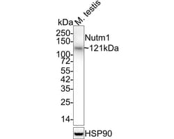 NUT Antibody, Novus Biologicals 100 &mu;L; Unconjugated:Antibodies, Monoclonal