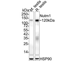 NUT Antibody (PSH02-78), Novus Biologicals 100 &mu;L; Unconjugated:Antibodies,