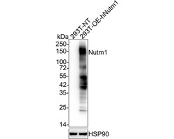 NUT Antibody (PSH03-36), Novus Biologicals 100 &mu;L; Unconjugated:Antibodies,