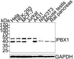 PBX1 Antibody (PSH0-24), Novus Biologicals 100 &mu;L; Unconjugated:Antibodies,