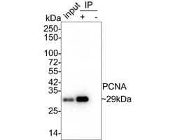 PCNA Antibody (A6-G11-R), Novus Biologicals 100 &mu;L; Unconjugated:Antibodies,