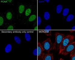PCNA Antibody (A6-G11-R), Novus Biologicals 100 &mu;L; Unconjugated:Antibodies,