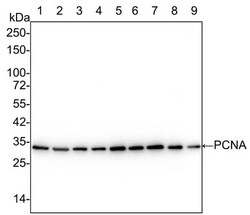 PCNA Antibody (A6-G11-R), Novus Biologicals 100 &mu;L; Unconjugated:Antibodies,