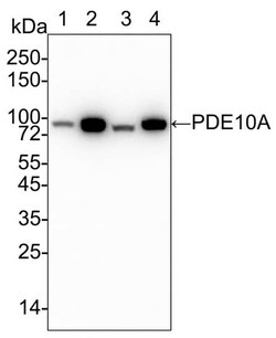 PDE10A Antibody (PSH03-61), Novus Biologicals 100 &mu;L; Unconjugated:Antibodies,
