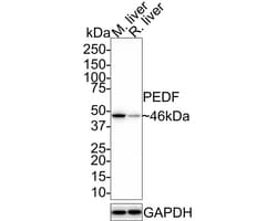 Serpin F1/PEDF Antibody (JE41-62), Novus Biologicals 100 &mu;L; Unconjugated:Antibodies,