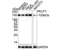 PELP1 Antibody (JE02-42), Novus Biologicals 100 &mu;L; Unconjugated:Antikroppar