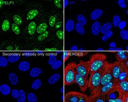 PELP1 Antibody (JE02-42), Novus Biologicals 100 &mu;L; Unconjugated:Antikroppar