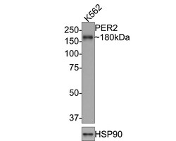 PER2 Antibody (JE33-79), Novus Biologicals 100 &mu;L; Unconjugated:Antibodies,