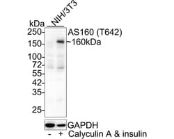 TBC1D4 [p Thr642] Antibody (JE60-97), Novus Biologicals 100 &mu;L; Unconjugated:Antibodies,