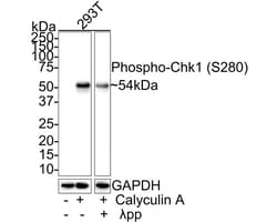 Chk1 [p Ser280] Antibody (JE47-66), Novus Biologicals 100 &mu;L; Unconjugated:Antibodies,