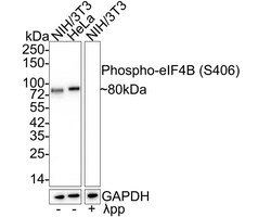 eIF4B [p Ser406] Antibody (JE58-32), Novus Biologicals 100 &mu;L; Unconjugated:Antibodies,