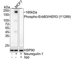 ErbB3/Her3 [p Tyr1289] Antibody (JE51-25), Novus Biologicals 100 &mu;L;