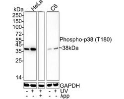 p38 alpha [p Thr180] Antibody (JE77-37), Novus Biologicals 100 &mu;L; Unconjugated:Antibodies,
