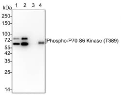 p70 S6 Kinase/S6K [p Thr389] Antibody (PSH02-23), Novus Biologicals 100