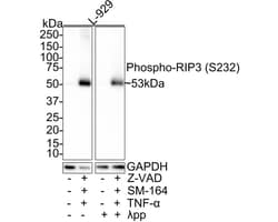 RIPK3/RIP3 [p Ser232] Antibody (JE44-62), Novus Biologicals&trade;