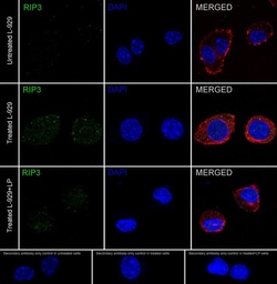 RIPK3/RIP3 [p Ser232] Antibody (JE44-62), Novus Biologicals 100 &mu;L | Buy Online | Novus Biologicals | Fisher Scientific