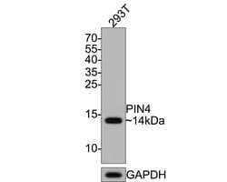 PIN4 Antibody (JE64-05), Novus Biologicals 100 &mu;L; Unconjugated:Antibodies,