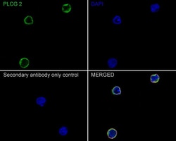 PLC-gamma 2 Antibody (JE39-12), Novus Biologicals 100 &mu;L; Unconjugated:Antibodies,
