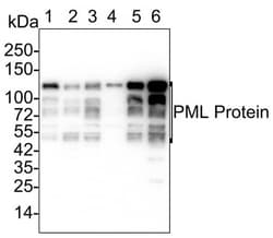 PML Protein Antibody (PSH02-89), Novus Biologicals 100 &mu;L; Unconjugated:Antibodies,
