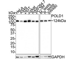 DNA Polymerase delta, catalytic subunit Antibody (JE35-73), Novus Biologicals