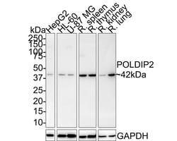 POLDIP2 Antibody (PSH01-20), Novus Biologicals 100 &mu;L; Unconjugated:Antibodies,