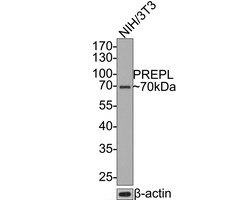 Prolyl endopeptidase-like Antibody (JE65-64), Novus Biologicals 100 &mu;L;
