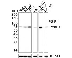 LEDGF Antibody (PSH02-55), Novus Biologicals 100 &mu;L; Unconjugated:Antibodies,