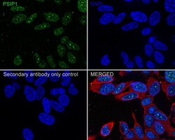 LEDGF Antibody (PSH02-55), Novus Biologicals 100 &mu;L; Unconjugated:Antibodies,