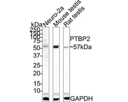 PTBP2 Antibody (JE66-55), Novus Biologicals 100 &mu;L; Unconjugated:Antibodies,