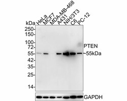 PTEN Antibody (JE51-96), Novus Biologicals 100 &mu;L; Unconjugated:Antibodies,