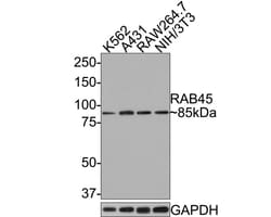RASEF Antibody (JE65-33), Novus Biologicals 100 &mu;L; Unconjugated:Antibodies,
