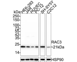 RAC3 Antibody (JE56-48), Novus Biologicals 100 &mu;L; Unconjugated:Antibodies,