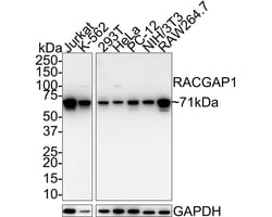 MgcRacGAP/RACGAP1 Antibody (JE41-19), Novus Biologicals 100 &mu;L; Unconjugated:Antibodies,