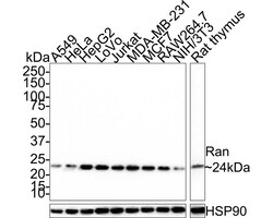 Ran Antibody (JE33-28), Novus Biologicals 100 &mu;L; Unconjugated:Antibodies,