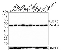 RbBP5 Antibody (PSH0-15), Novus Biologicals 100 &mu;L; Unconjugated:Antibodies,
