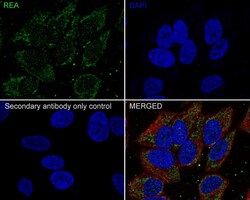 Prohibitin 2 Antibody (JE35-46), Novus Biologicals 100 &mu;L; Unconjugated:Antibodies,