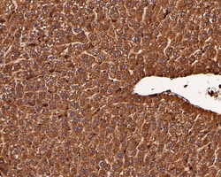 Rictor Antibody (1A5), Novus Biologicals 100 &mu;L; Unconjugated:Antibodies,