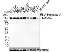 RNA Helicase A Antibody (JE34-97), Novus Biologicals 100 &mu;L; Unconjugated:Antibodies,