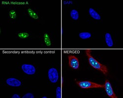 RNA Helicase A Antibody (JE34-97), Novus Biologicals 100 &mu;L; Unconjugated:Antibodies,