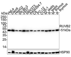 RUVBL2 Antibody (A1E12-R), Novus Biologicals 100 &mu;L | Buy Online | Novus Biologicals | Fisher Scientific
