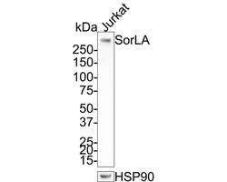 SorLA Antibody (JE35-52), Novus Biologicals 100 &mu;L; Unconjugated:Antibodies,