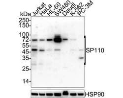 SP110 Antibody (PSH03-66), Novus Biologicals 100 &mu;L; Unconjugated:Antibodies,