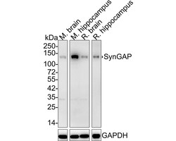 SynGAP Antibody (JE57-79), Novus Biologicals 100 &mu;L; Unconjugated:Antibodies,